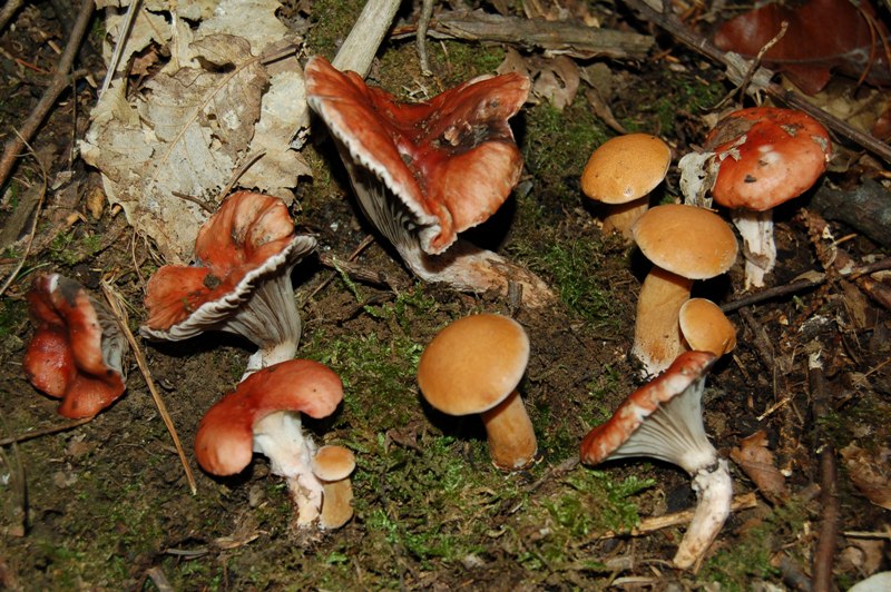 Suillus bovinus e Gomphidius roseus